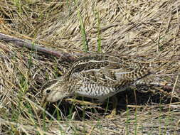 Gallinago magellanica resmi