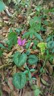 Image of cyclamen