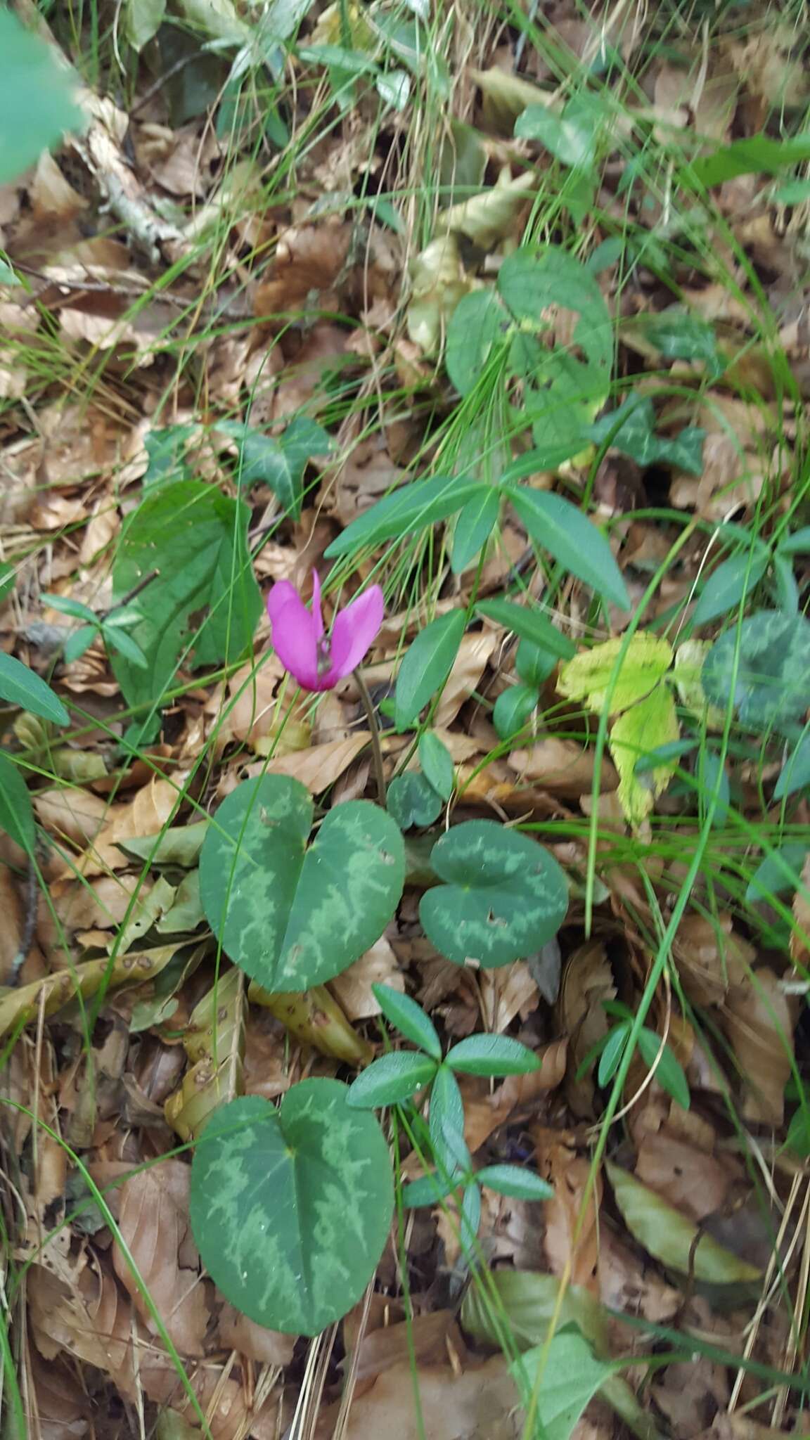 Image of cyclamen