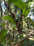 Слика од Uroplatus phantasticus (Boulenger 1888)