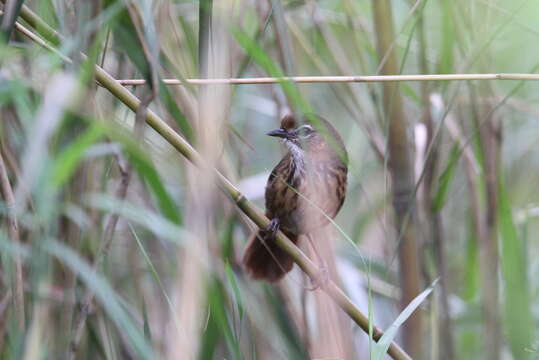 Image of Marsh Babbler