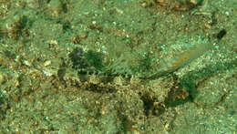 Слика од Dactylopus kuiteri (Fricke 1992)