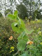 Image of tawny pea