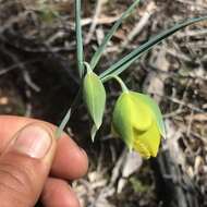 Calochortus raichei Farwig & V. Girard resmi