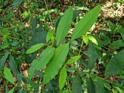 Image of Garcinia guacopary (S. Moore) M. Nee