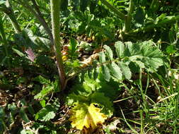 Image of Raphanus raphanistrum subsp. landra (Moretti ex DC.) Bonnier & Layens