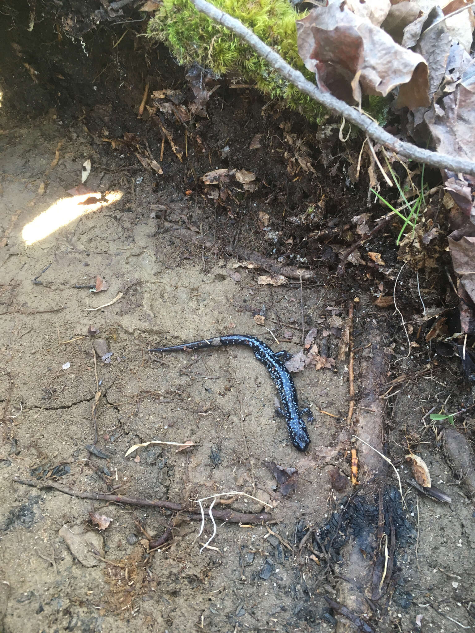 Image of White-spotted Slimy Salamander