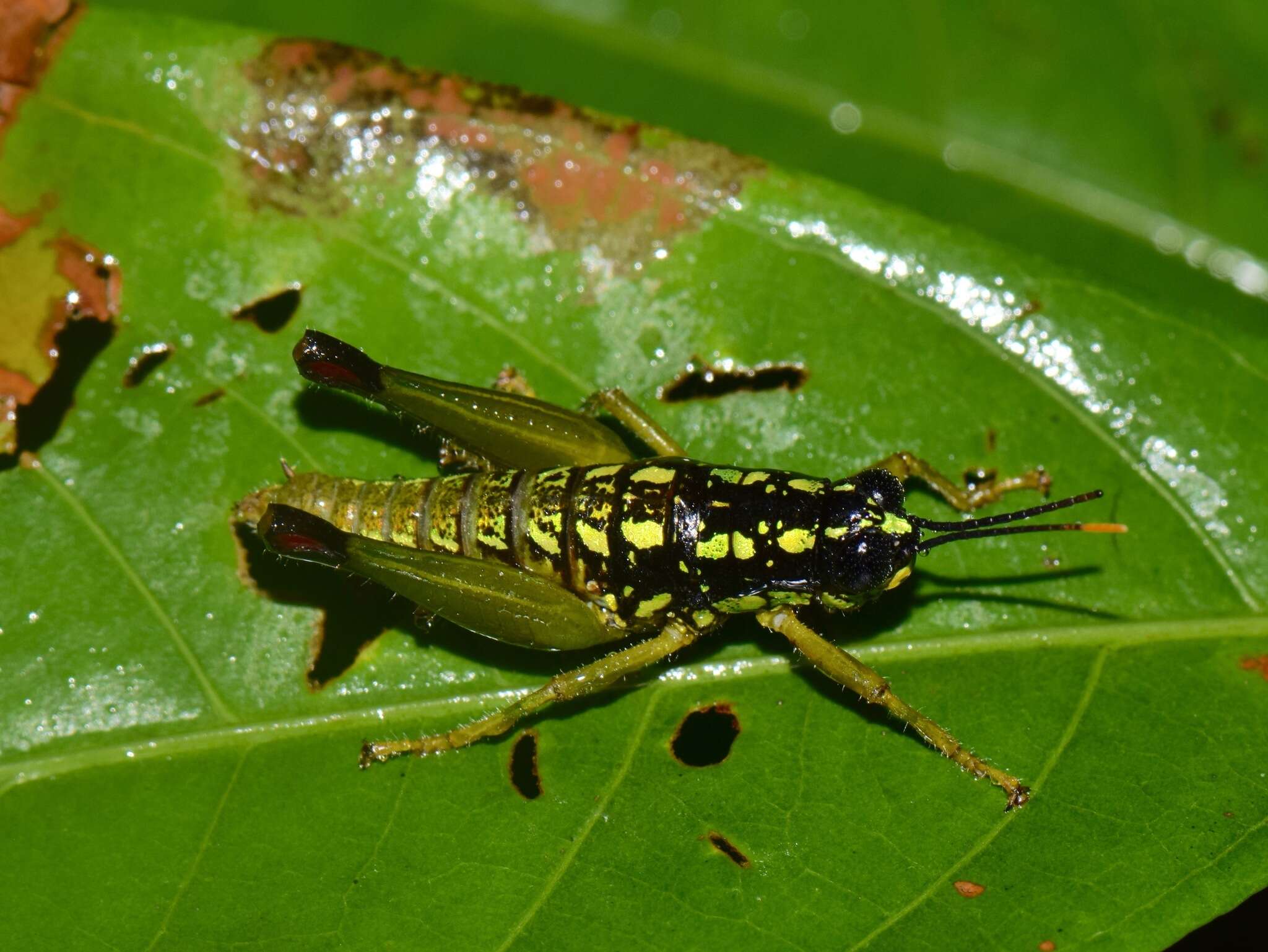 Galidacris variabilis Descamps & Amédégnato 1972的圖片