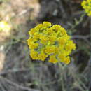 Image of Achillea glaberrima Klok.