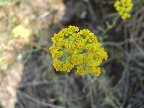 Achillea glaberrima Klok. resmi