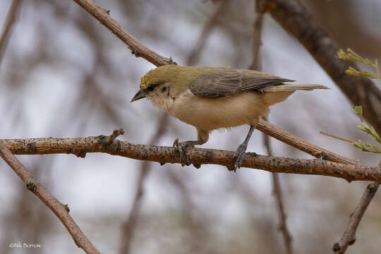 Image of Sennar Penduline Tit