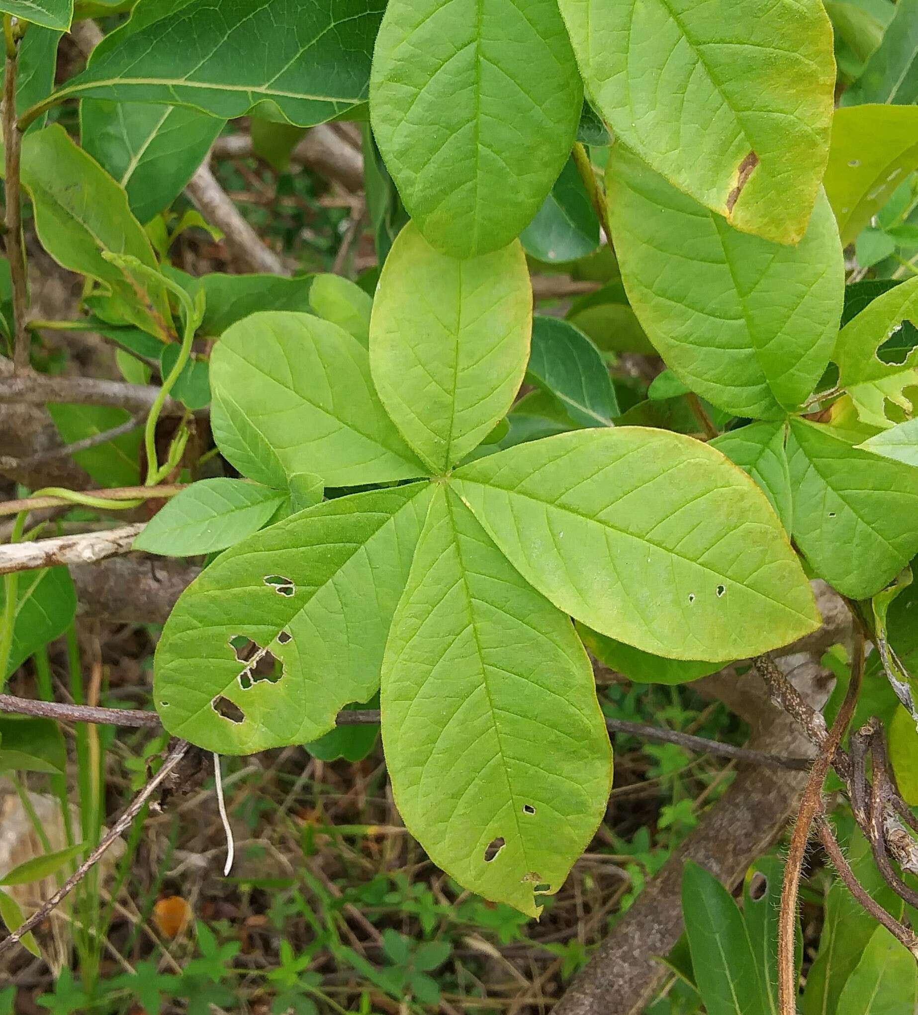 Image of roadside woodrose