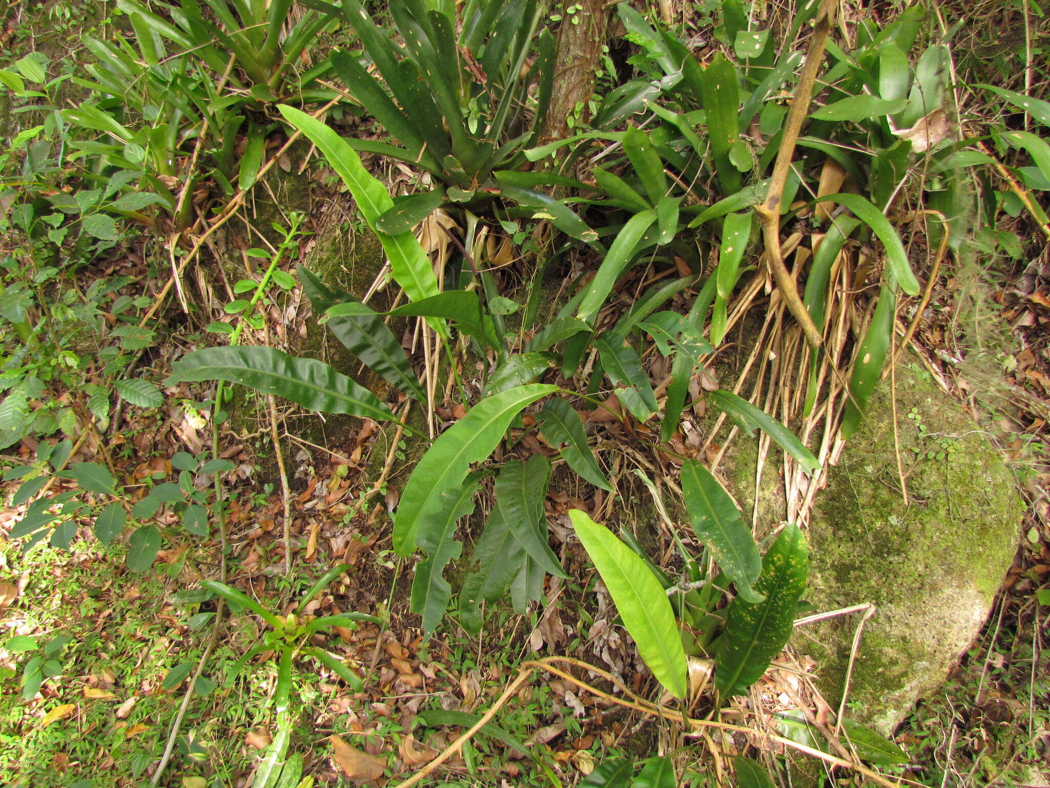 Image of Anthurium gaudichaudianum Kunth