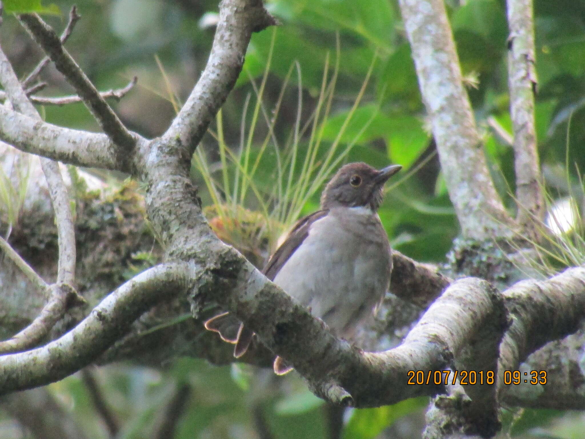 Image of White-throated Robin