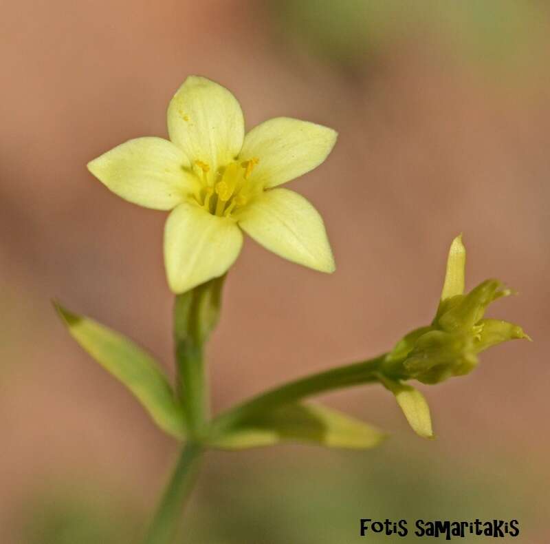 Image of Yellow centaury