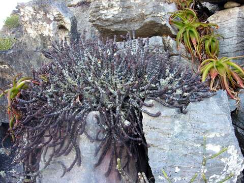 Image of Euphorbia bulbispina Rauh & Razaf.