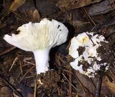 Sivun Russula brevipes Peck 1890 kuva