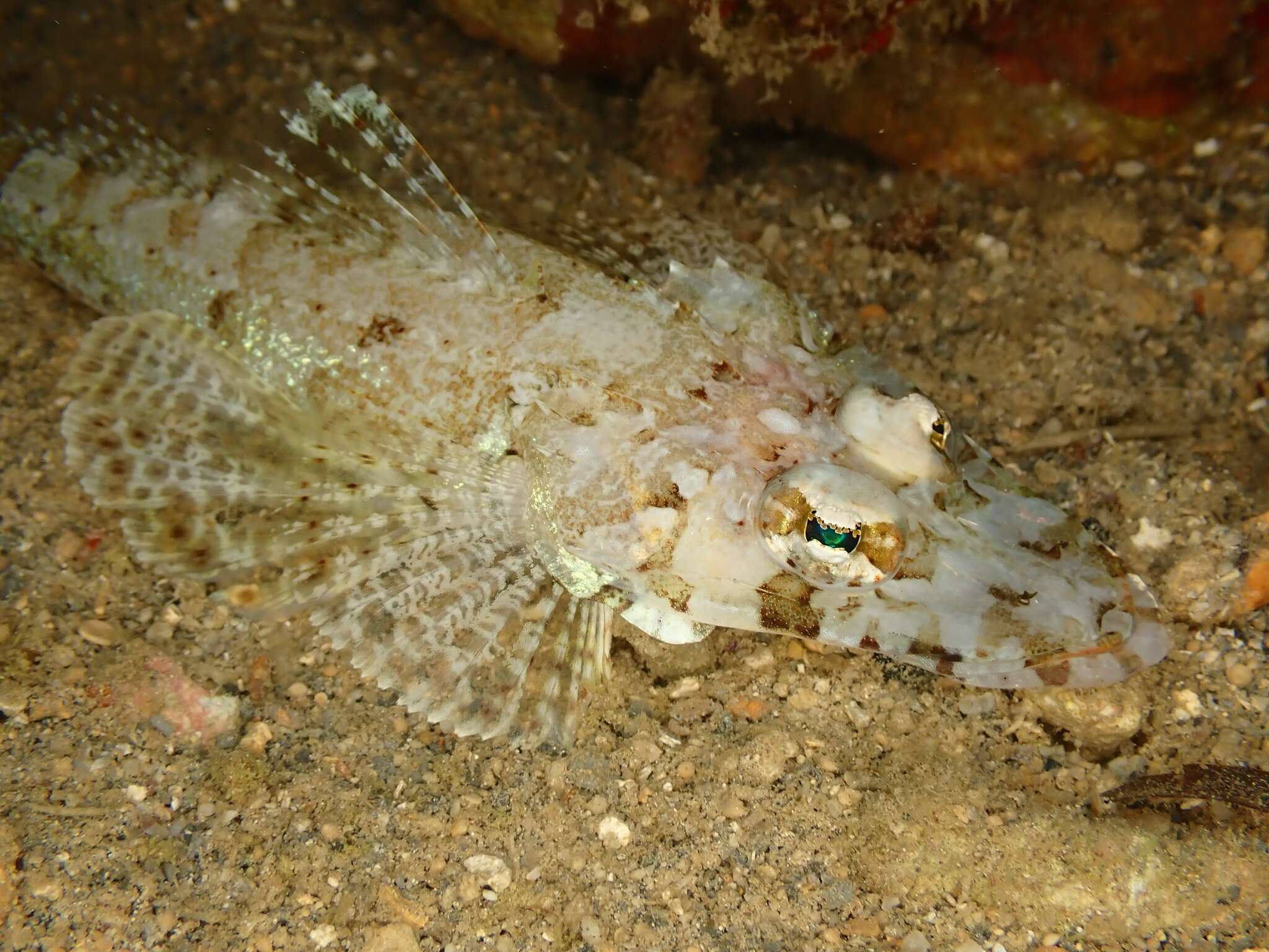 Image of Flathead