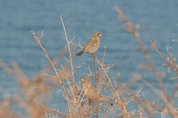 Image of Red-mantled Rosefinch