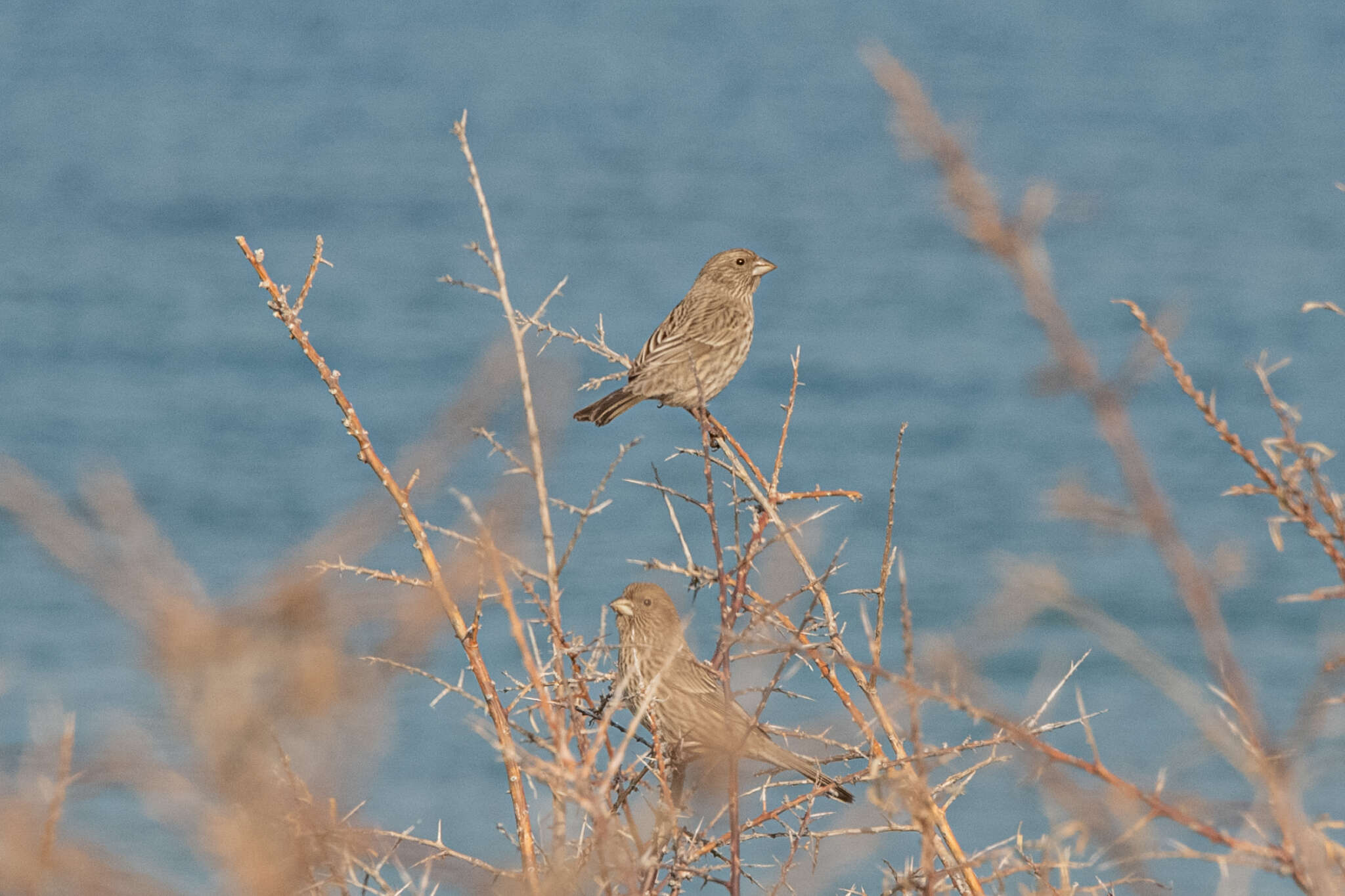 Image of Red-mantled Rosefinch