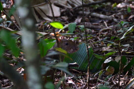 Image of Brazilian Agouti