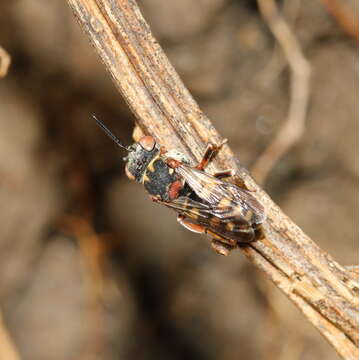 Image of Epeolus variegatus (Linnaeus 1758)