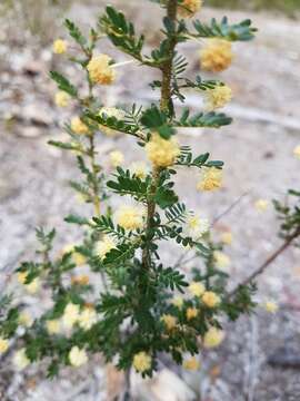 Image of Acacia browniana H. L. Wendl.