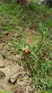 Image of Greater Arid-land Katydid