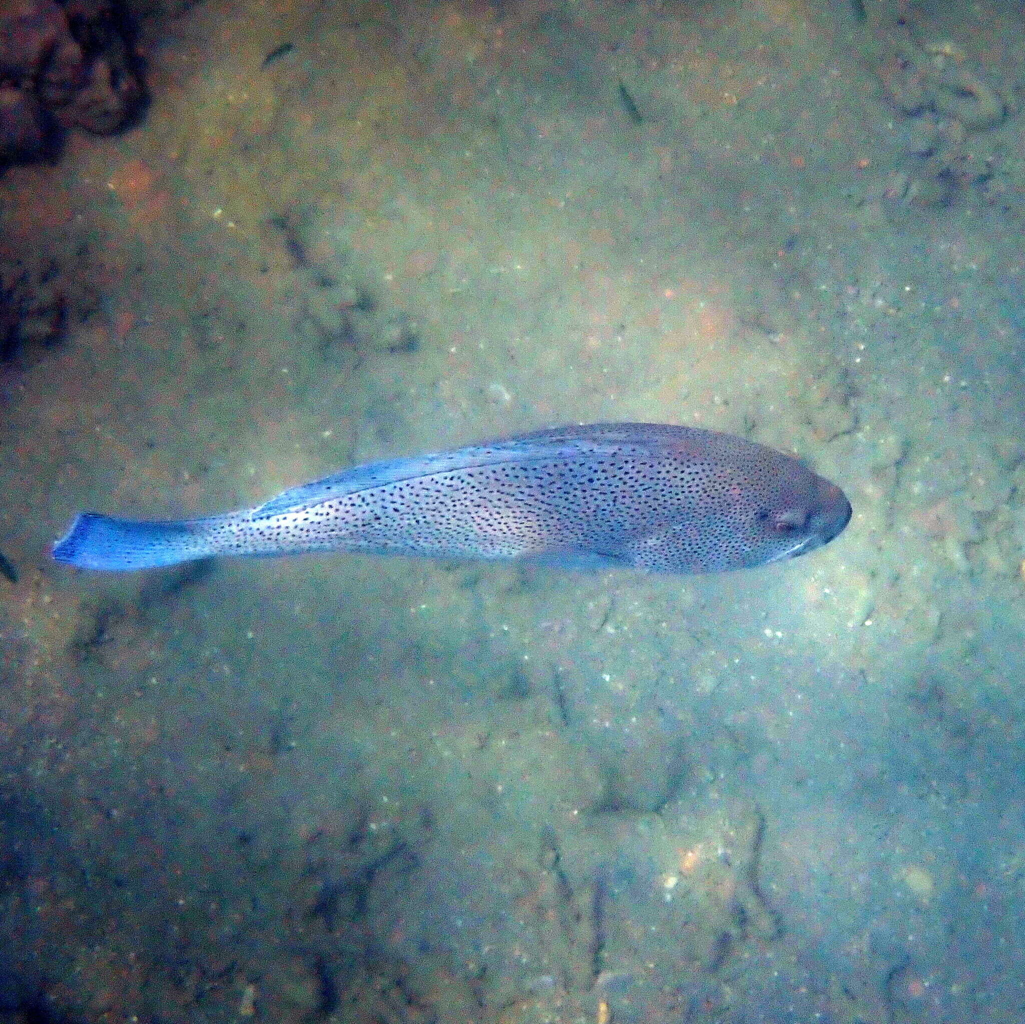 Image de Loche Bleue