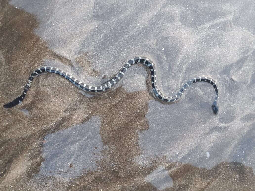 Image of Striped Sea Snake