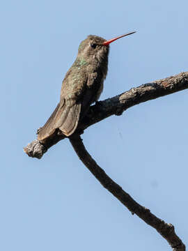 Phaeoptila Gould 1861 resmi