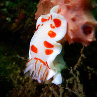 Image of Goniobranchus tasmaniensis (Bergh 1905)