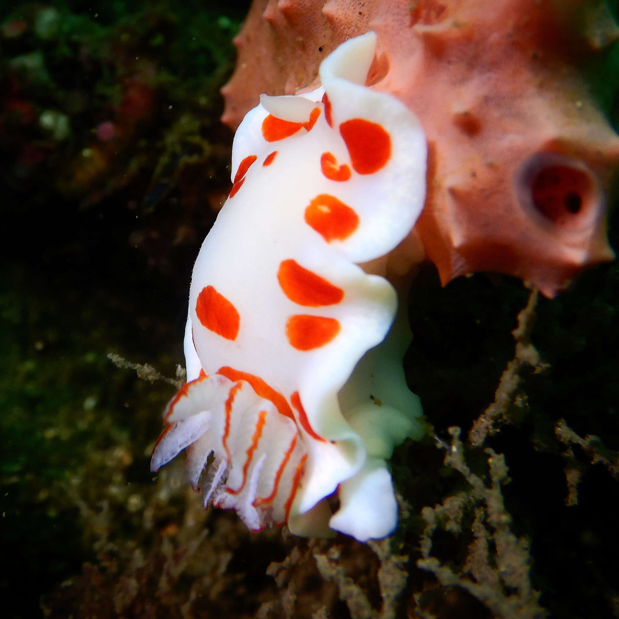 Image of Goniobranchus tasmaniensis (Bergh 1905)