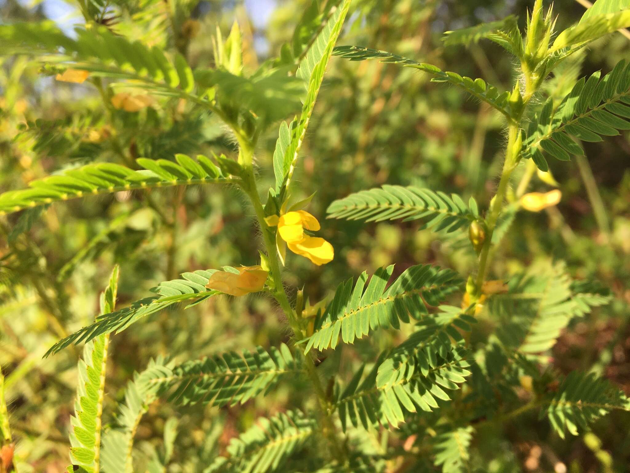 Sivun Chamaecrista nictitans var. aspera (Elliott) Torr. & A. Gray kuva