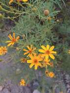 Слика од Tagetes palmeri A. Gray