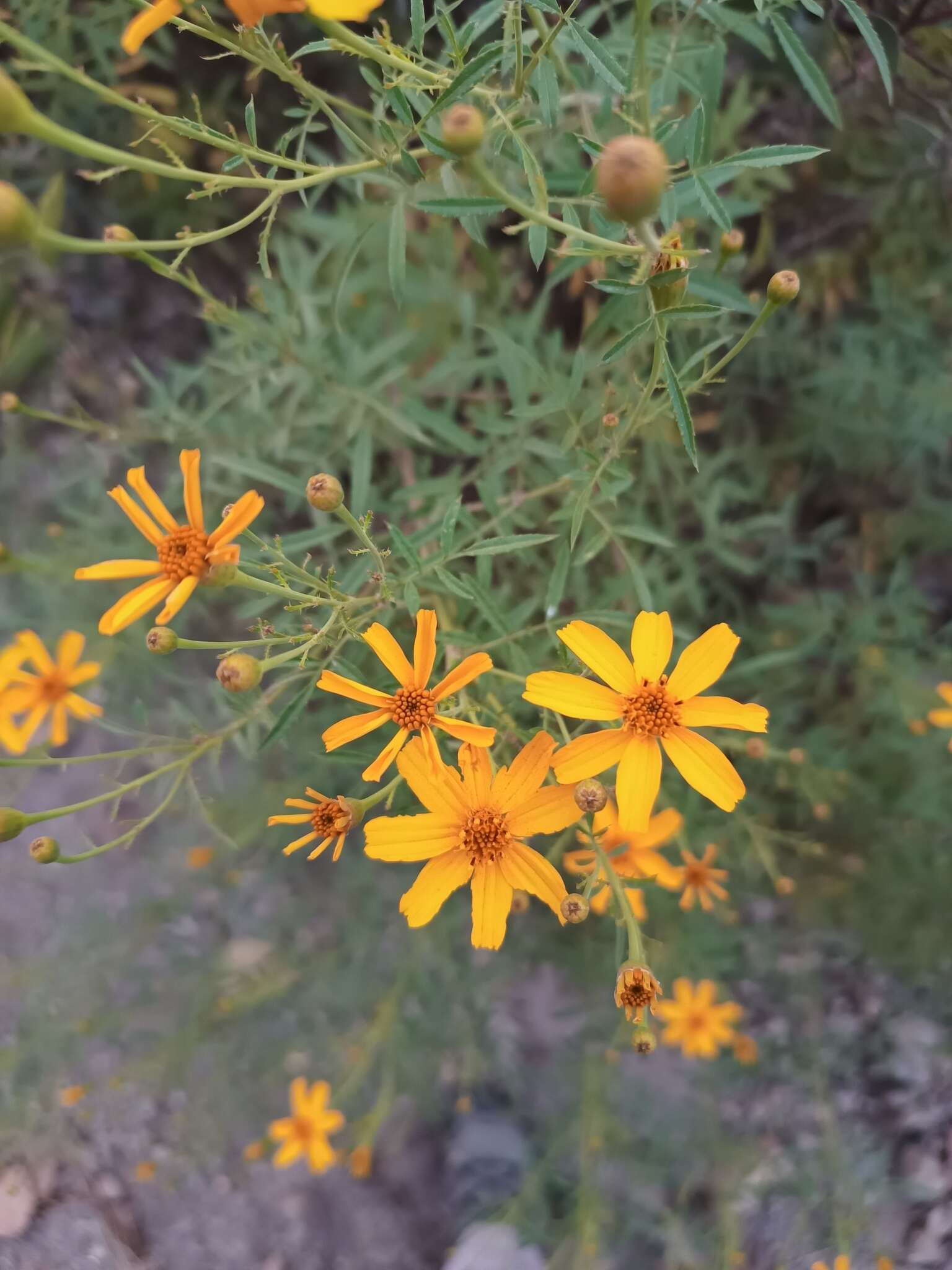 Слика од Tagetes palmeri A. Gray