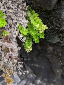 Image of Galium tarokoense Hayata