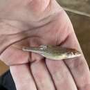 Image of Prairie chub