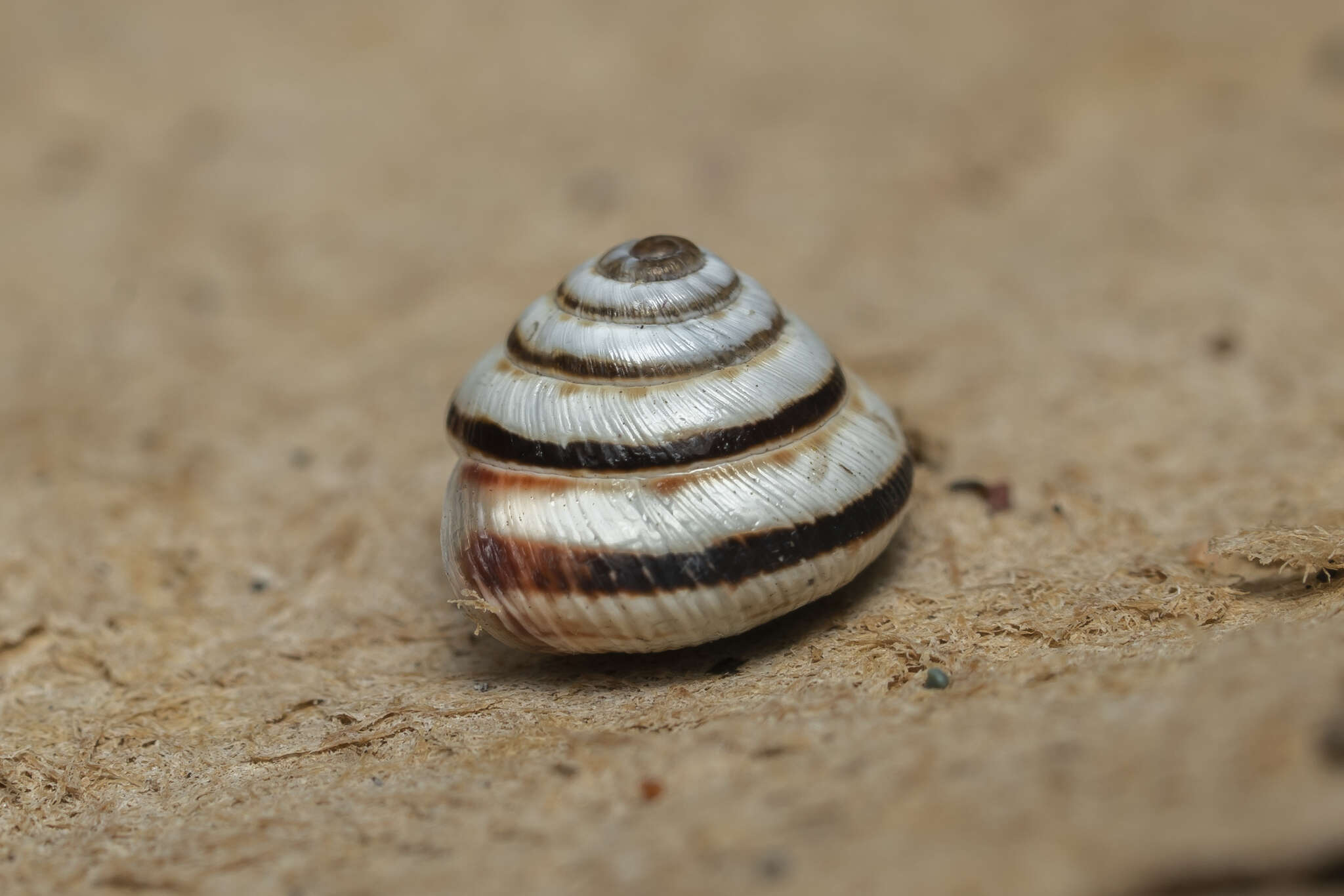 Image of Trochoidea pyramidata (Draparnaud 1805)