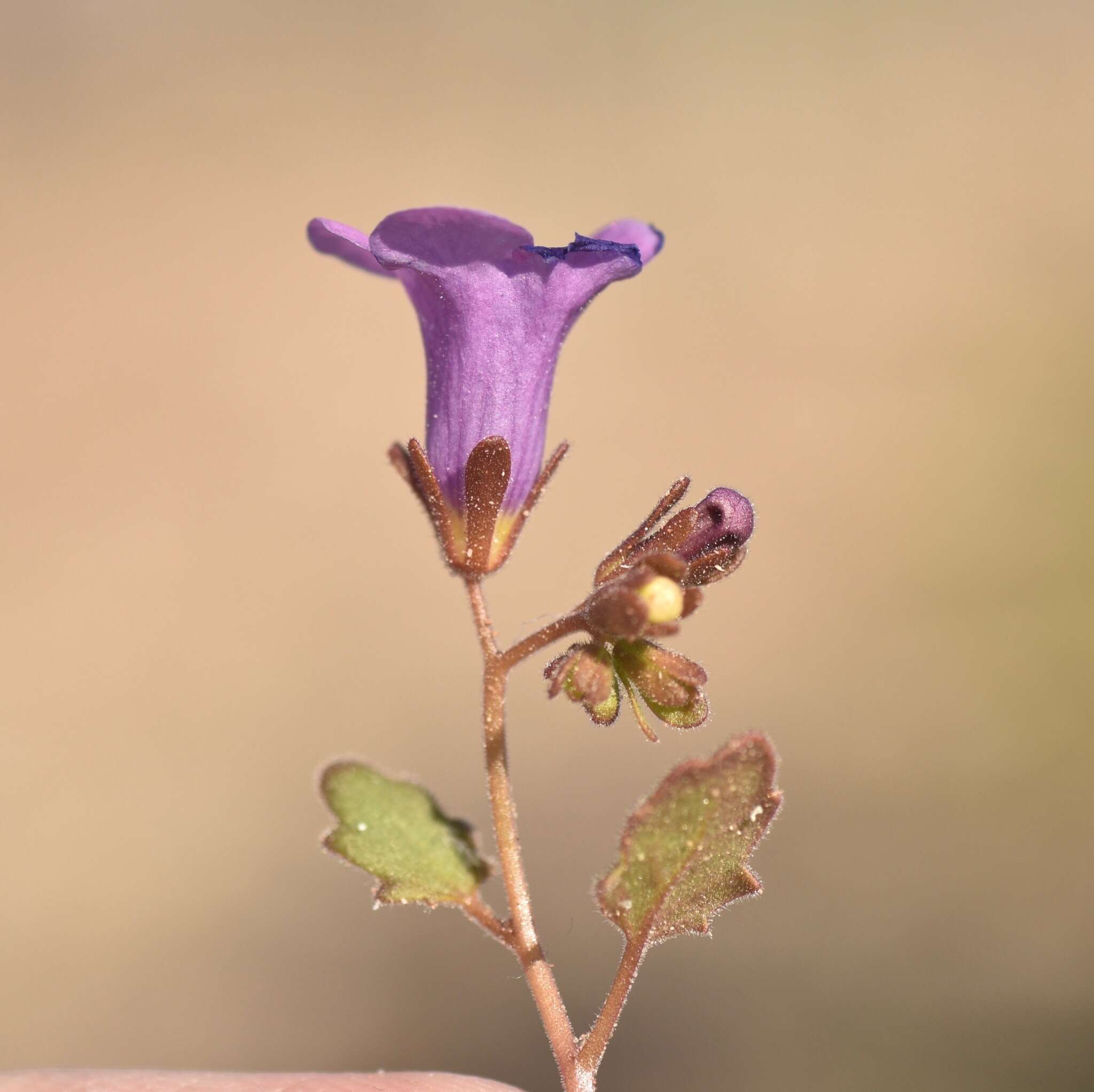 Phacelia pulchella var. gooddingii (Brand) J. T. Howell resmi