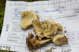 Sivun Russula granulata Peck 1901 kuva