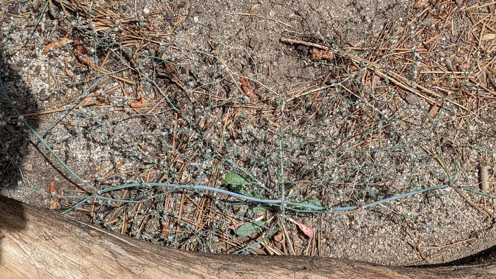 Image of San Jacinto buckwheat