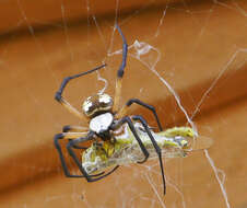 Image of Black-and-Yellow Argiope