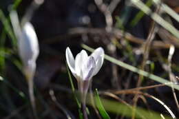 Image of Crocus weldenii Hoppe & Fürnr.