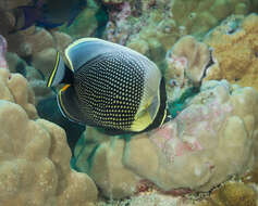 Image of Black Butterflyfish