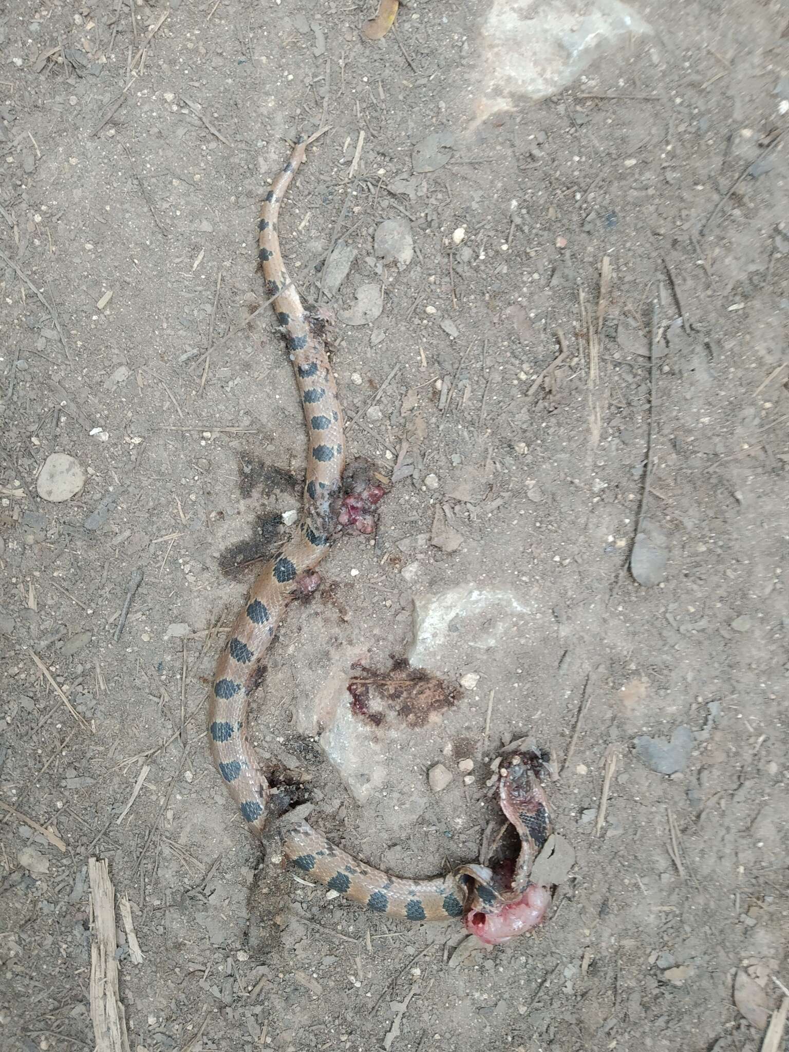 Image of Blotched Hooknose Snake