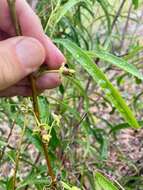 Image of Manasota Pawpaw