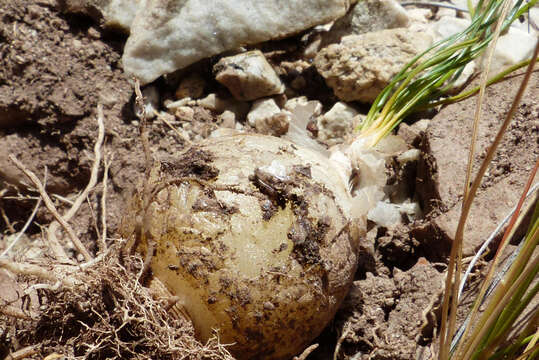 Image of Ornithogalum thunbergii Kunth