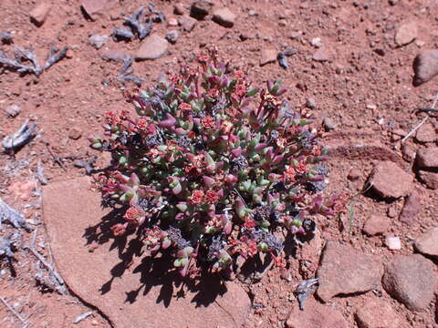 Image of Chasmatophyllum stanleyi (L. Bol.) Hartmann