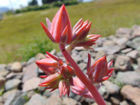 Image of Echeveria subrigida (Robins. & Seaton) Rose ex Britton & Rose